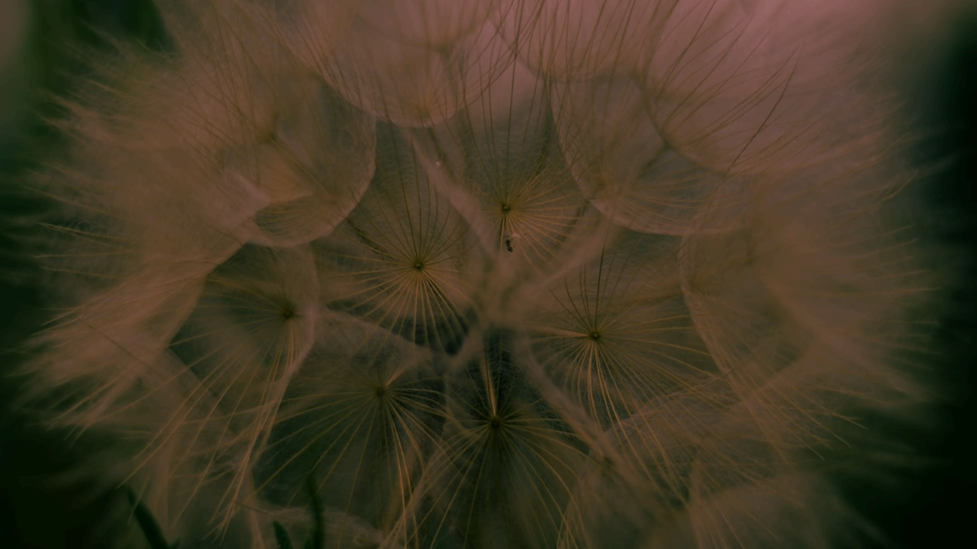 Browser Security - How QuizBoost Bypasses All Restrictions